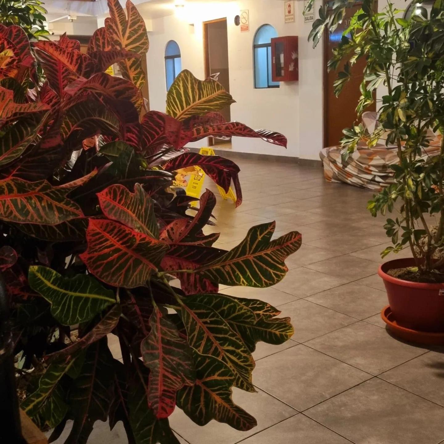 Hostel Thay83 Miraflores Ліма Екстер'єр фото